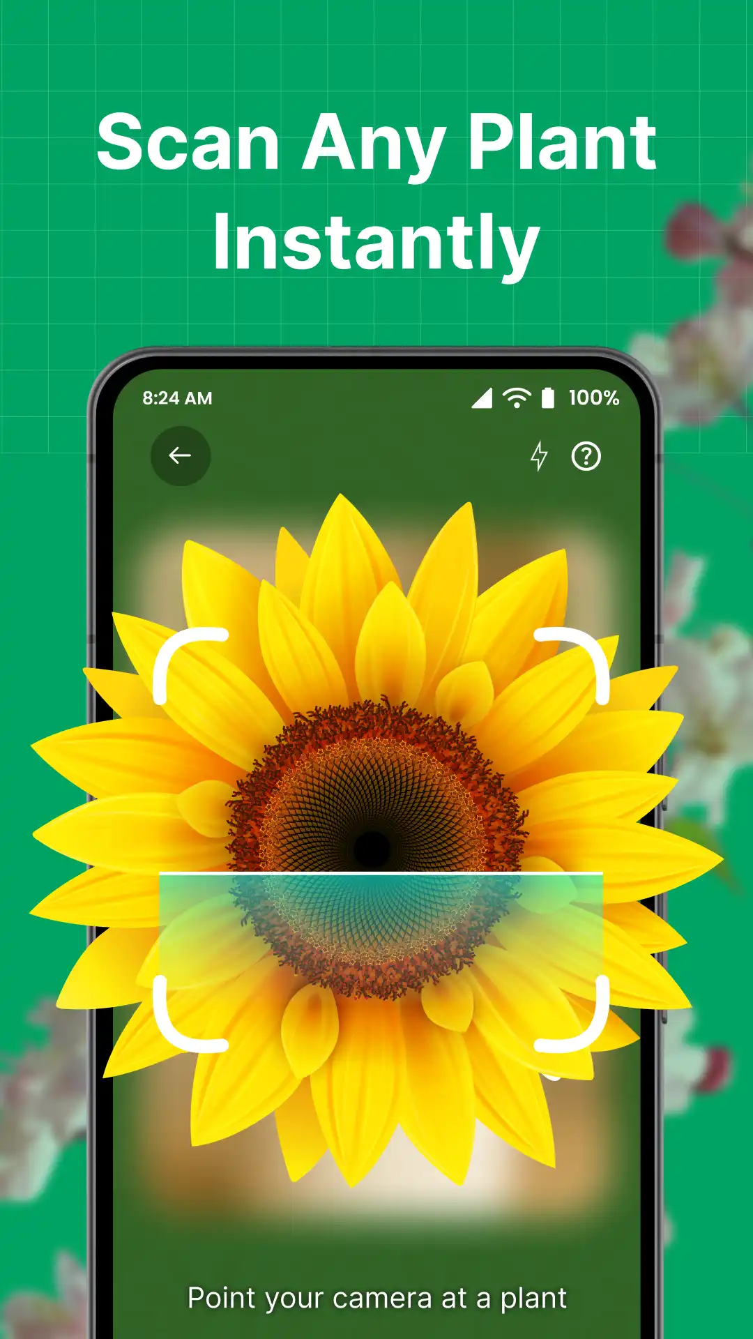 01 AI plant scanner app interface identifying sunflower instantly – developed by Ameer Hamza Amin at Funzoft